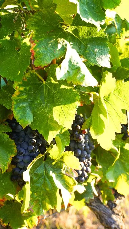 Grappes de raisin noir sur la vigne, domaine Clos des Roses